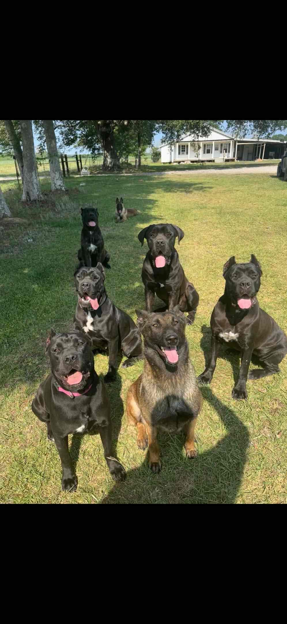 Cane Corso Puppies breeder image 14