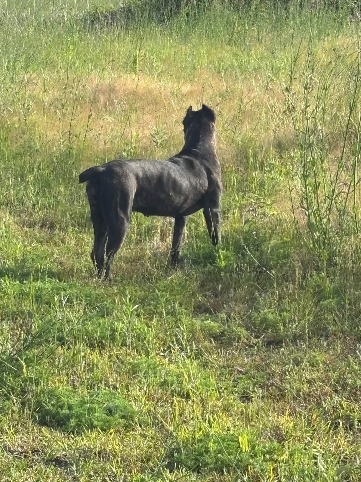 Cane Corso Puppies breeder image 15
