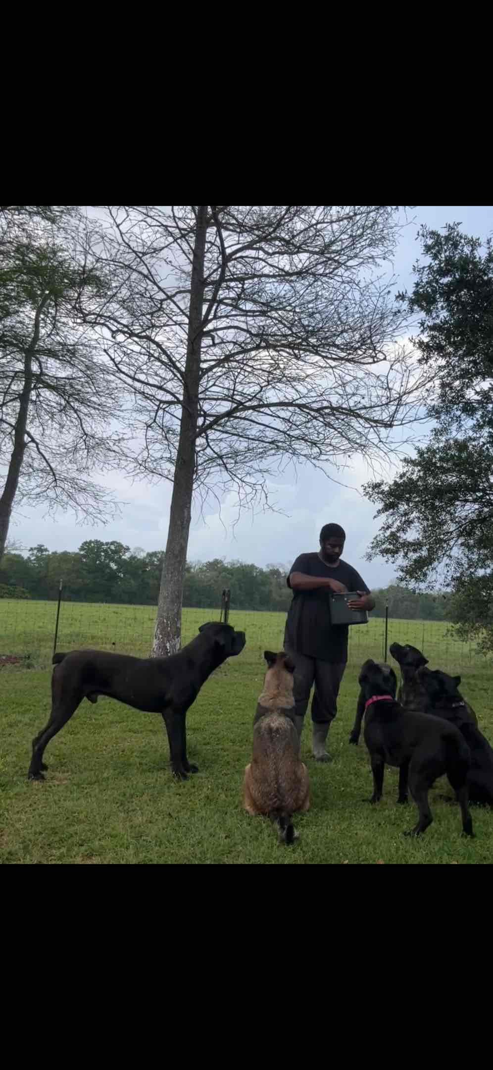 Cane Corso Puppies breeder image 16