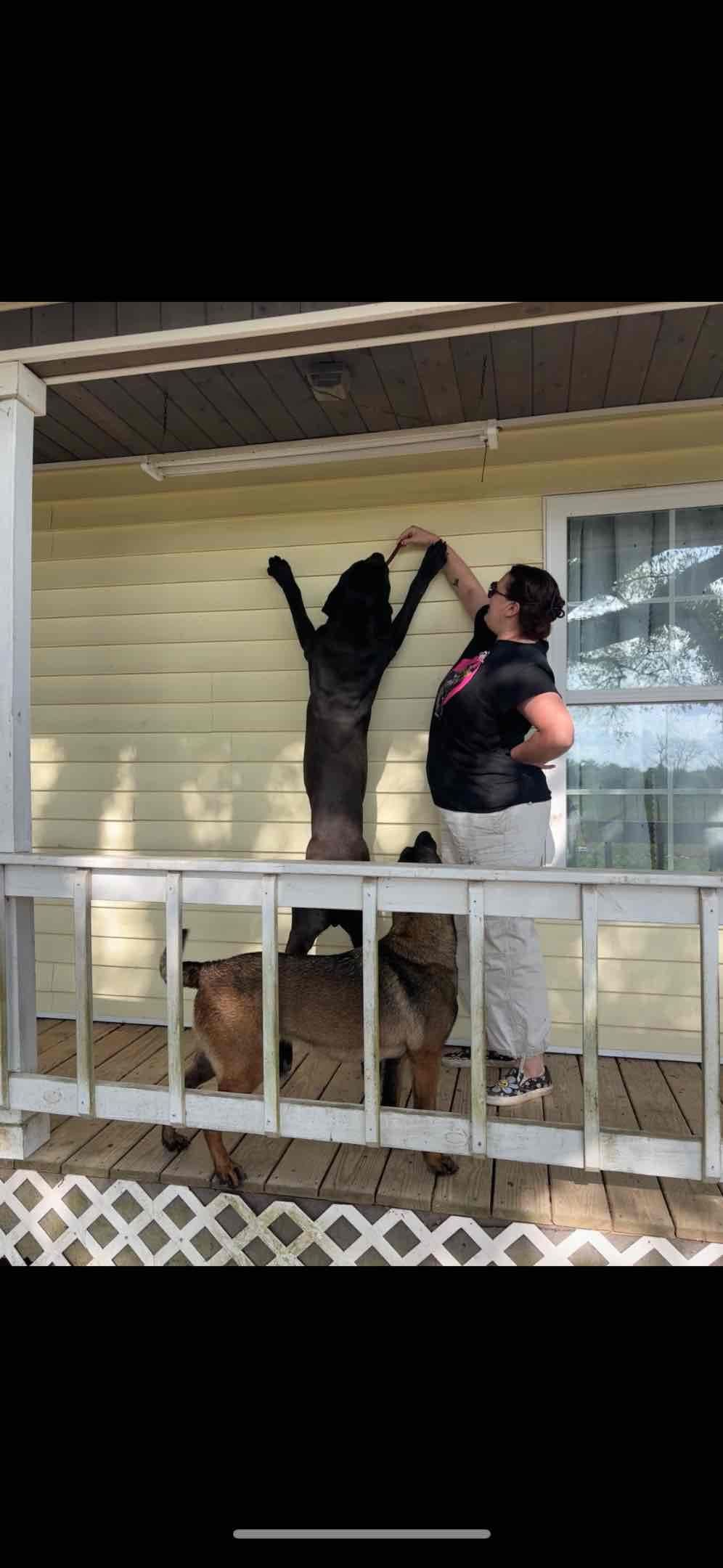 Cane Corso Puppies breeder image 18