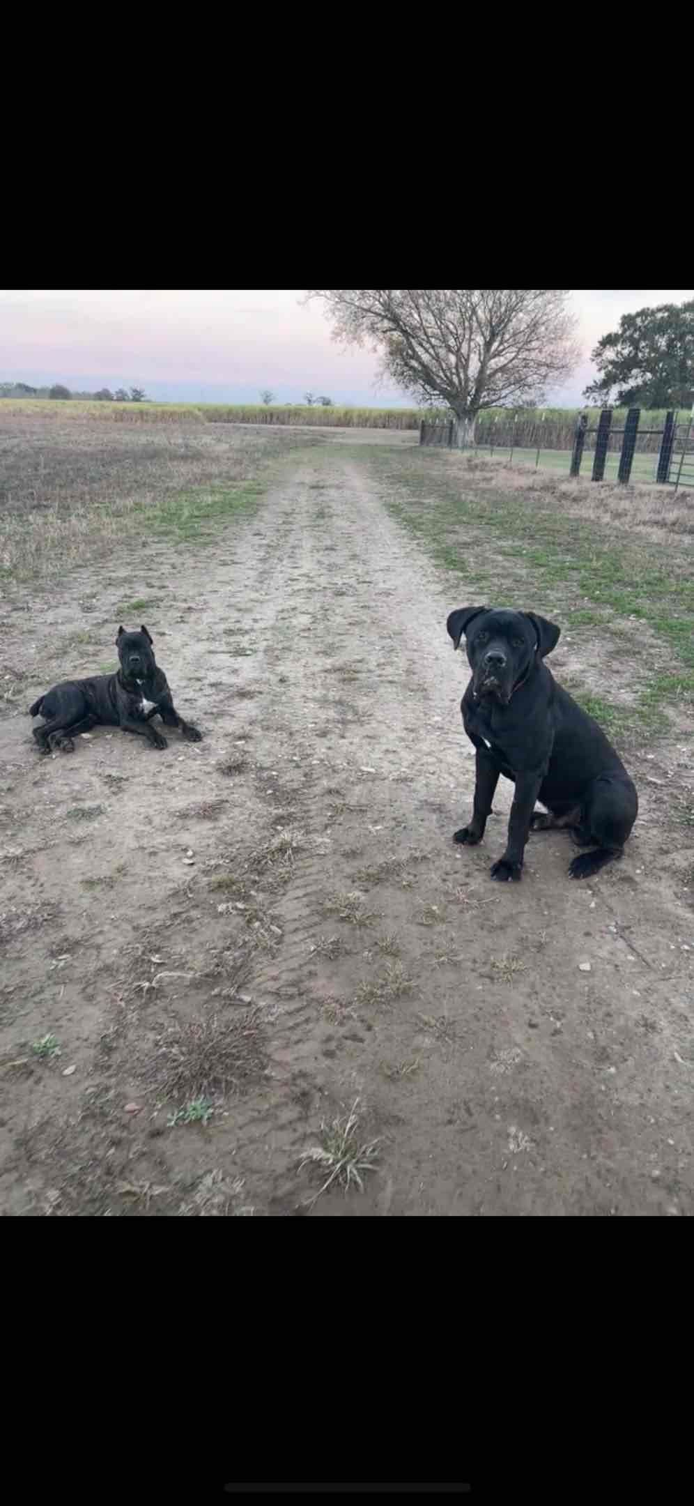 Cane Corso Puppies breeder image 21