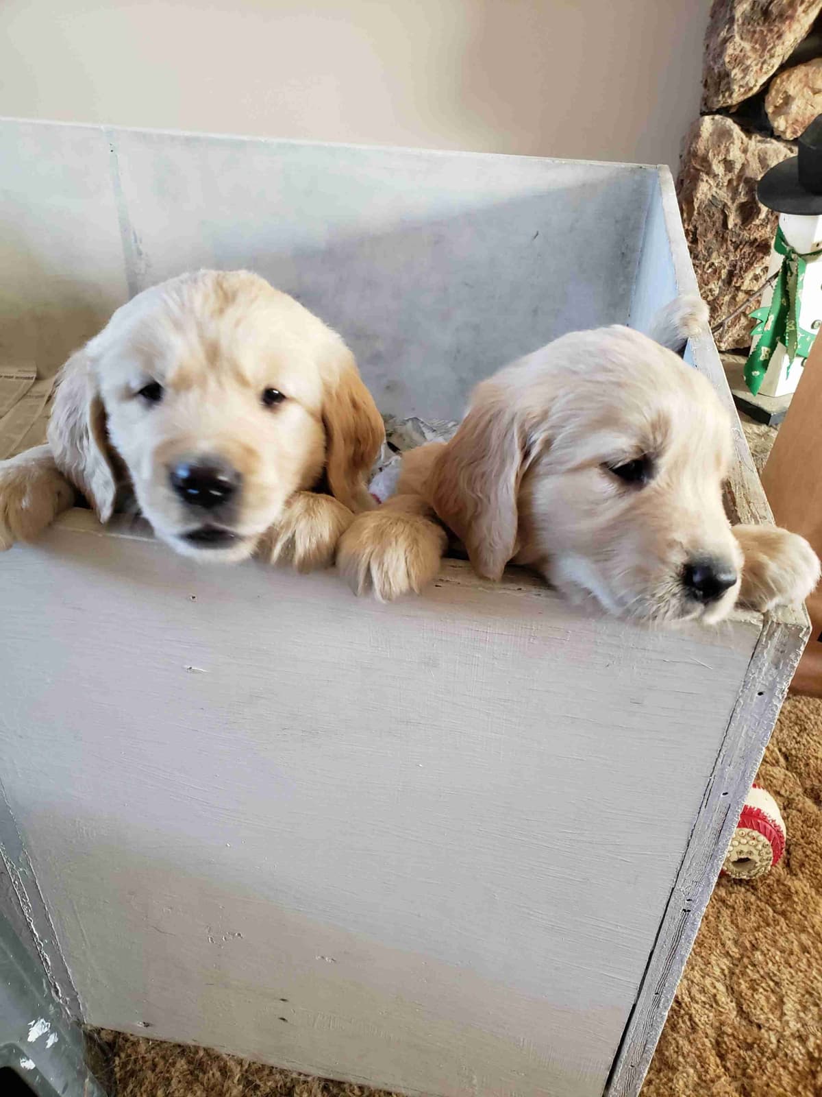 Golden Retriever Puppies breeder image 1