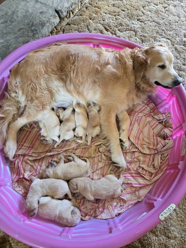 Golden Retriever Puppies media 3