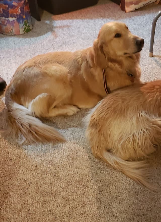 Golden Retriever Puppies media 4