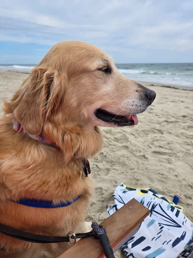 Golden Retriever Puppies media 5