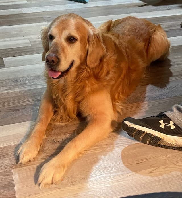Golden Retriever Puppies media 6