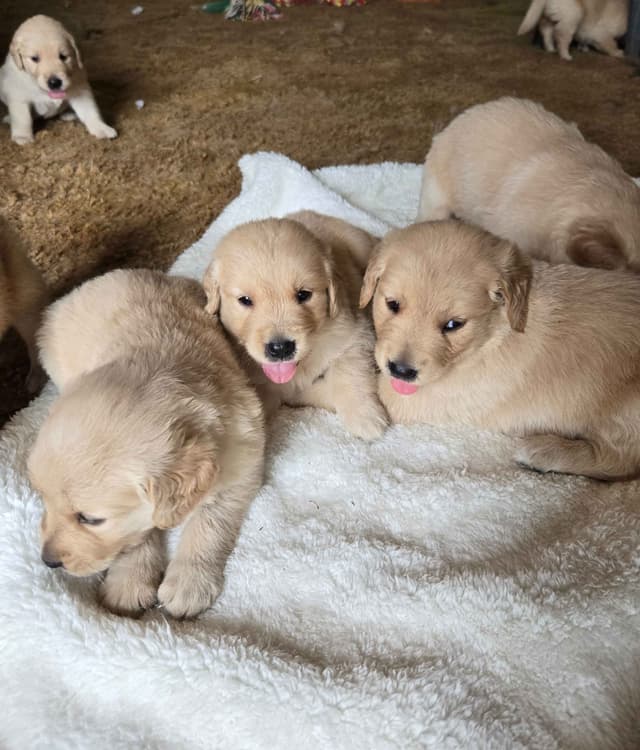 Golden Retriever Puppies media 2