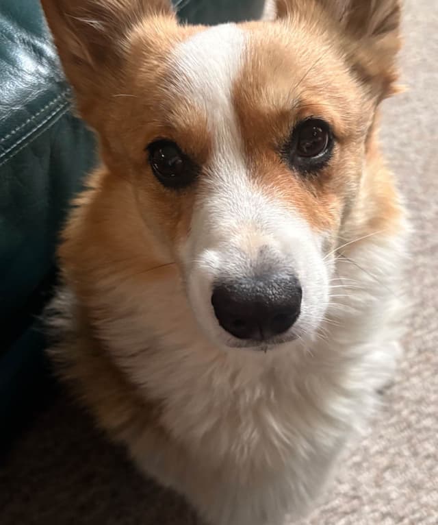 Pembroke Welsh Corgi Puppy media 3