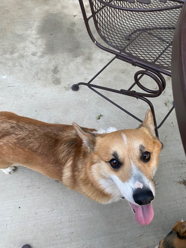 Pembroke Welsh Corgi Puppy media 4