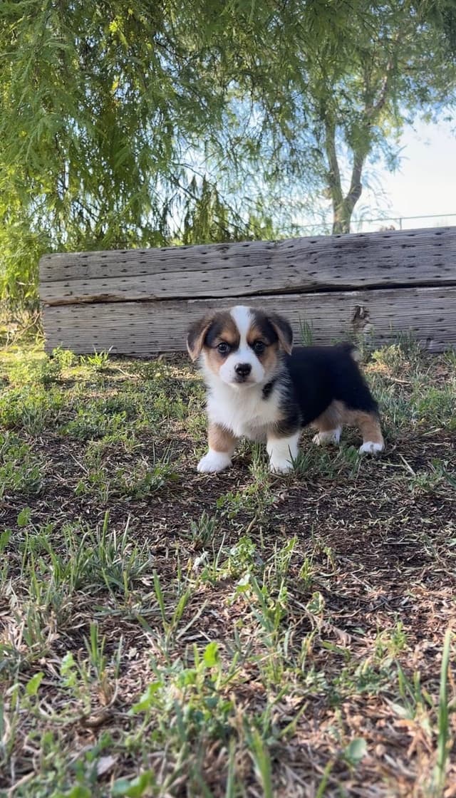 Pembroke Welsh Corgi Puppy media 2