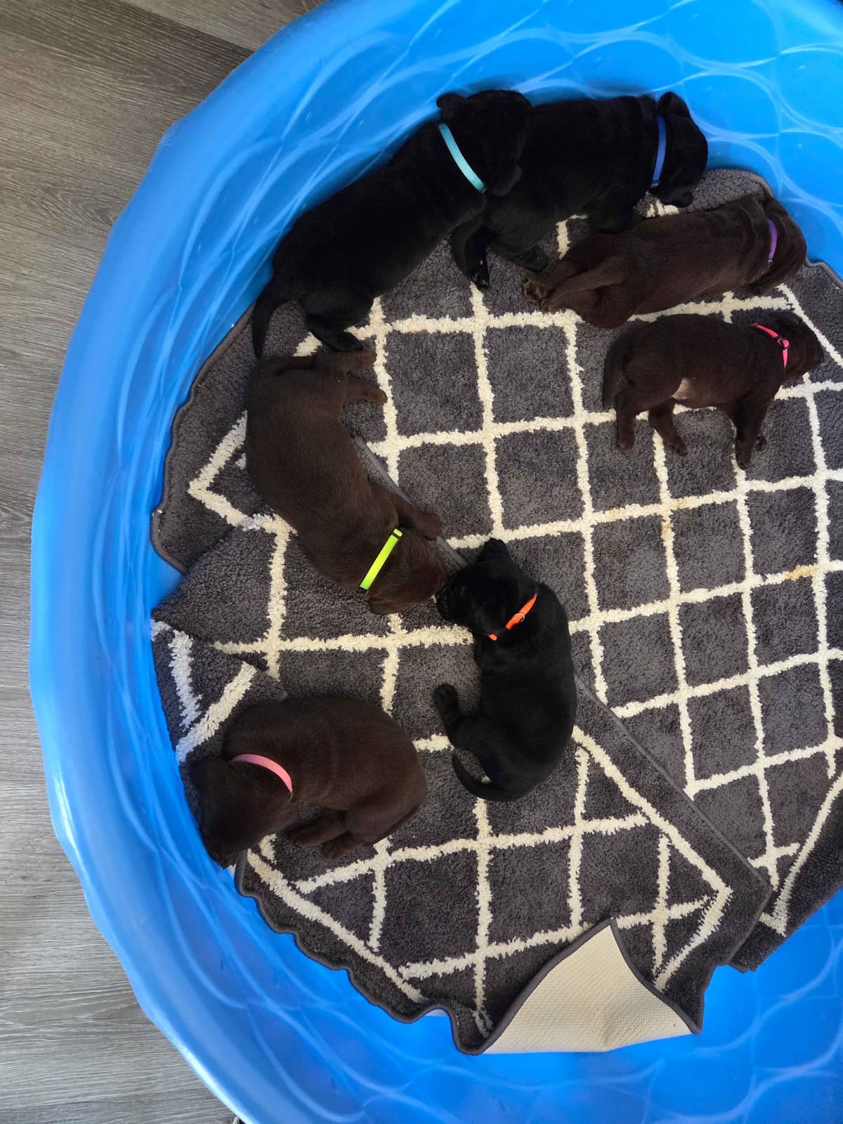 Labrador Retriever Puppies breeder image 1