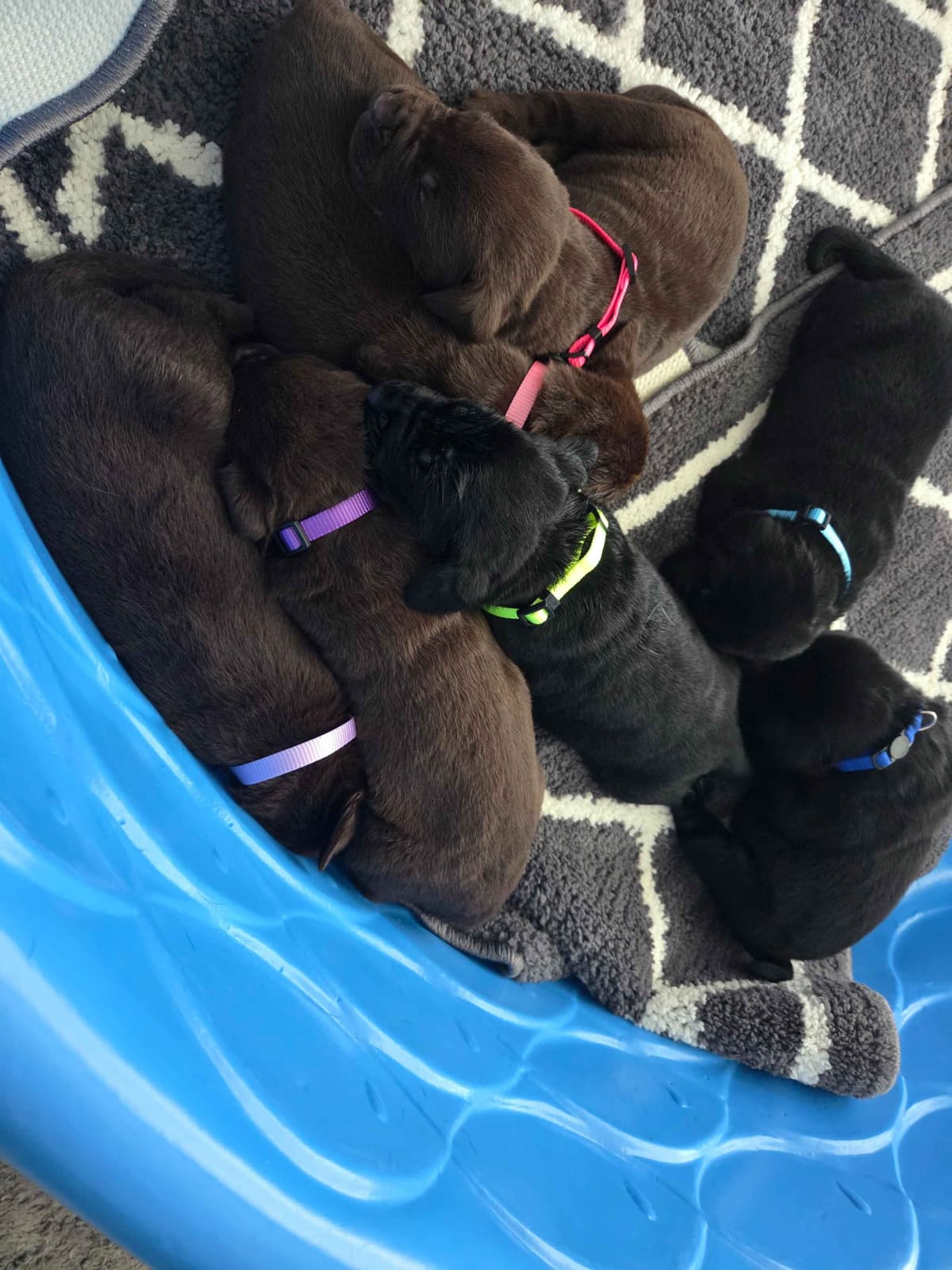 Labrador Retriever Puppies breeder image 2