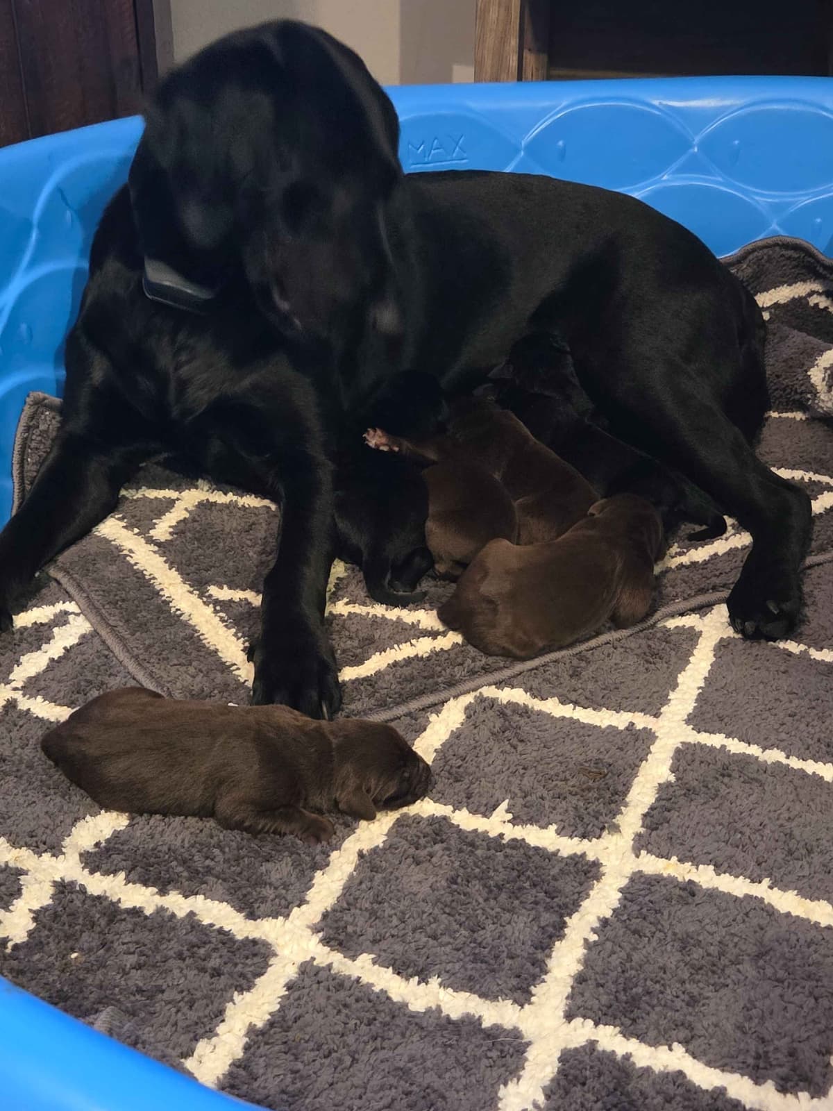 Labrador Retriever Puppies breeder image 3