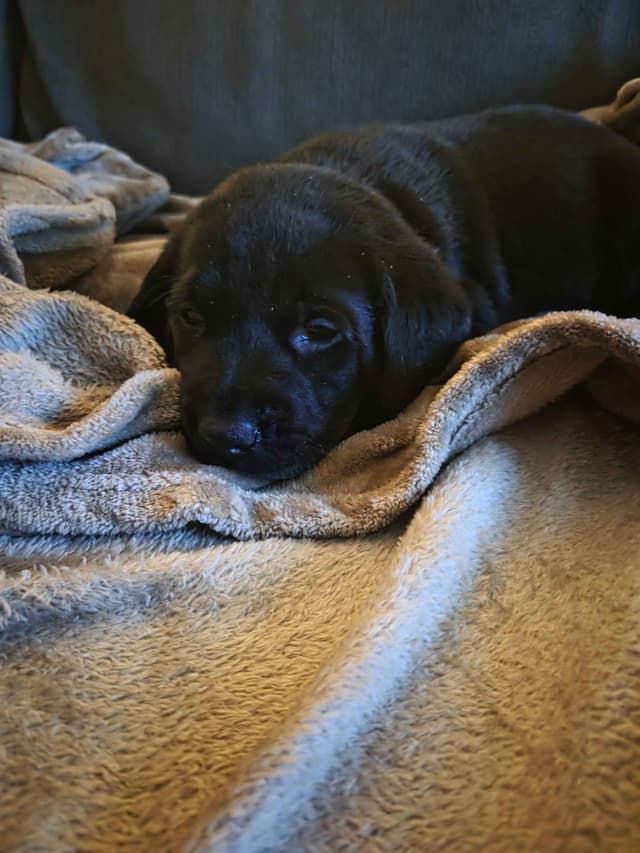 Labrador Retriever Puppies media 2