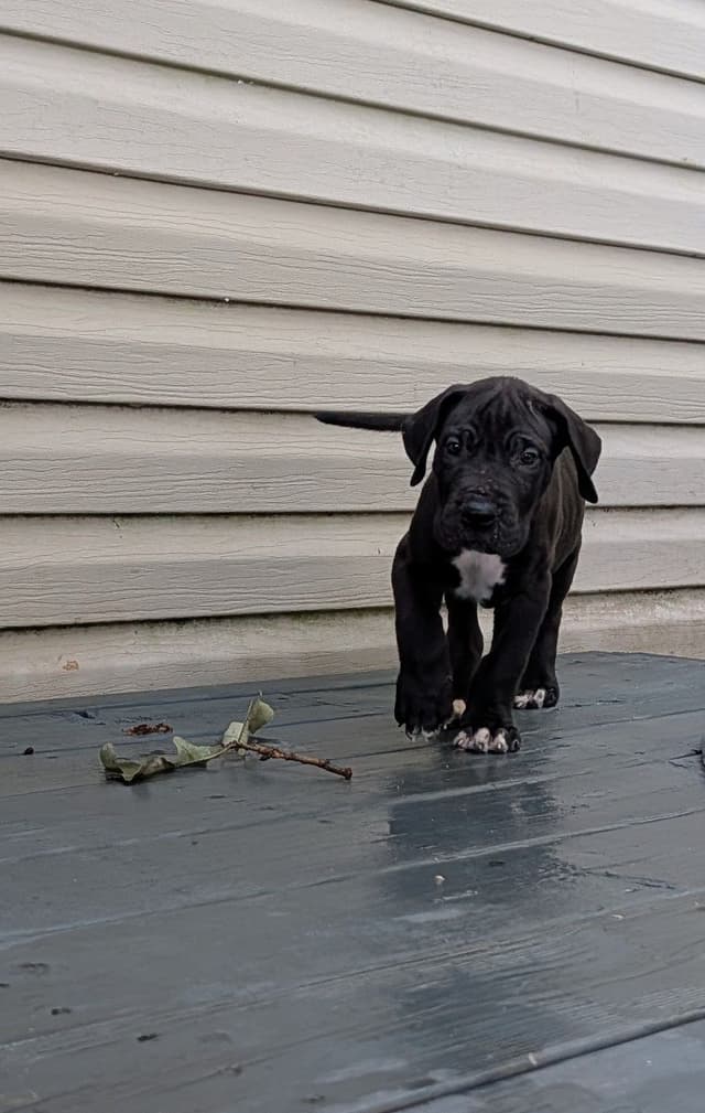 Great Dane Puppies media 2