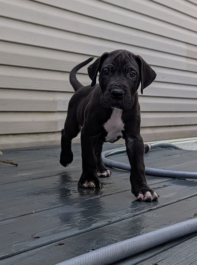 Great Dane Puppies media 3