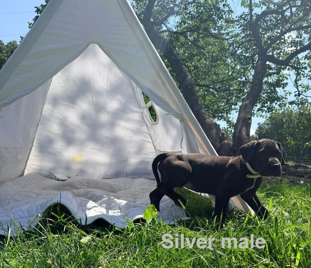 Great Dane Puppies breeder image 1