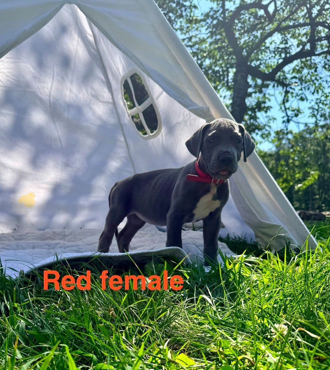 Great Dane Puppies breeder image 2