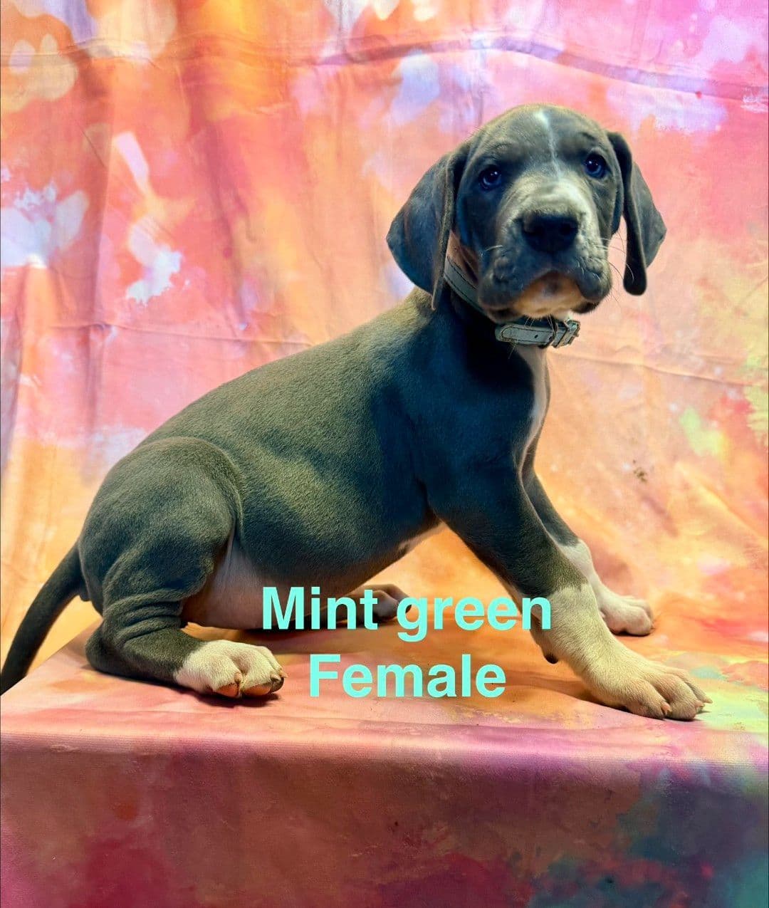 Great Dane Puppies breeder image 3