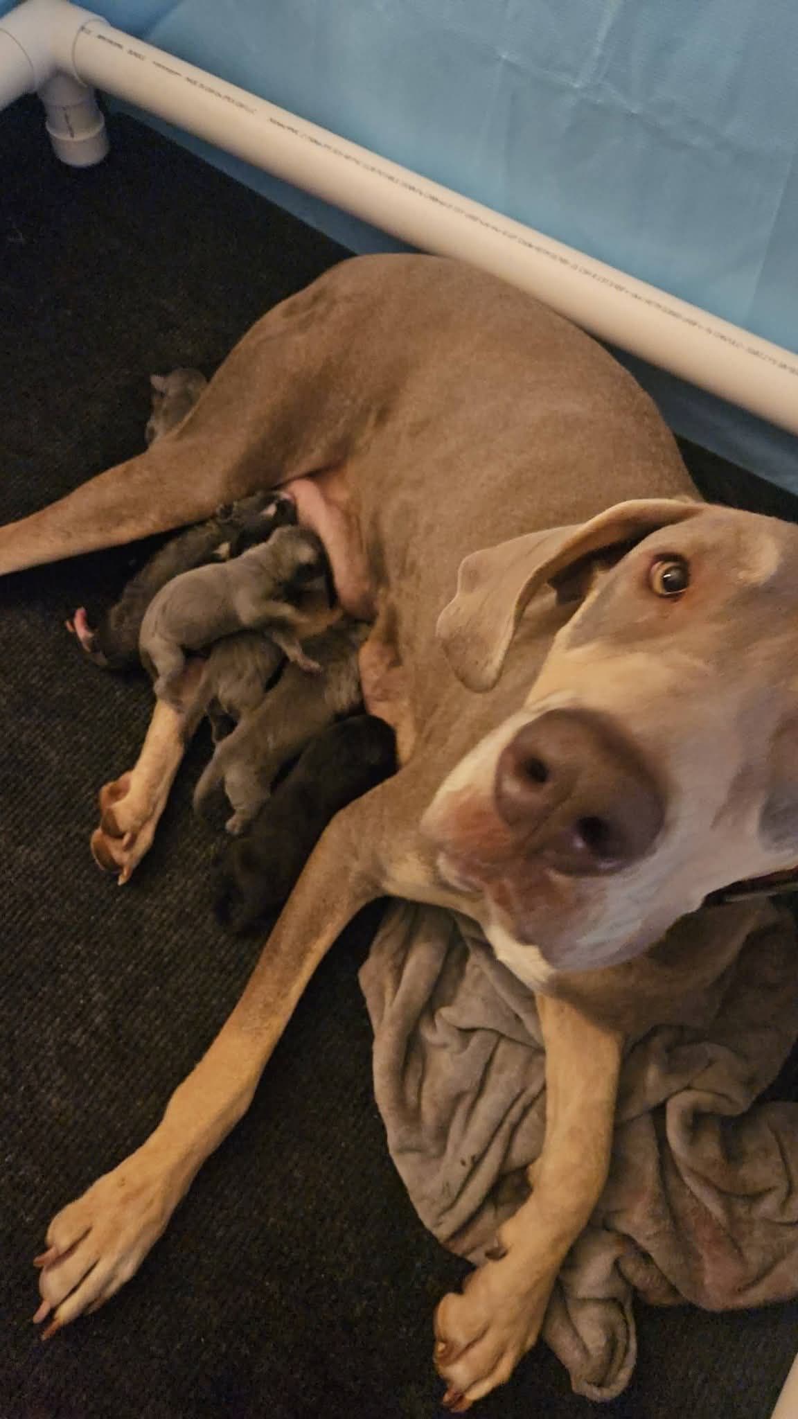 Great Dane Puppies breeder image 5