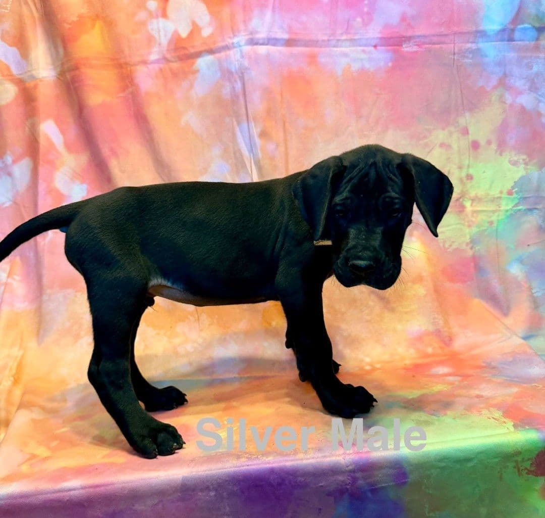 Great Dane Puppies breeder image 6
