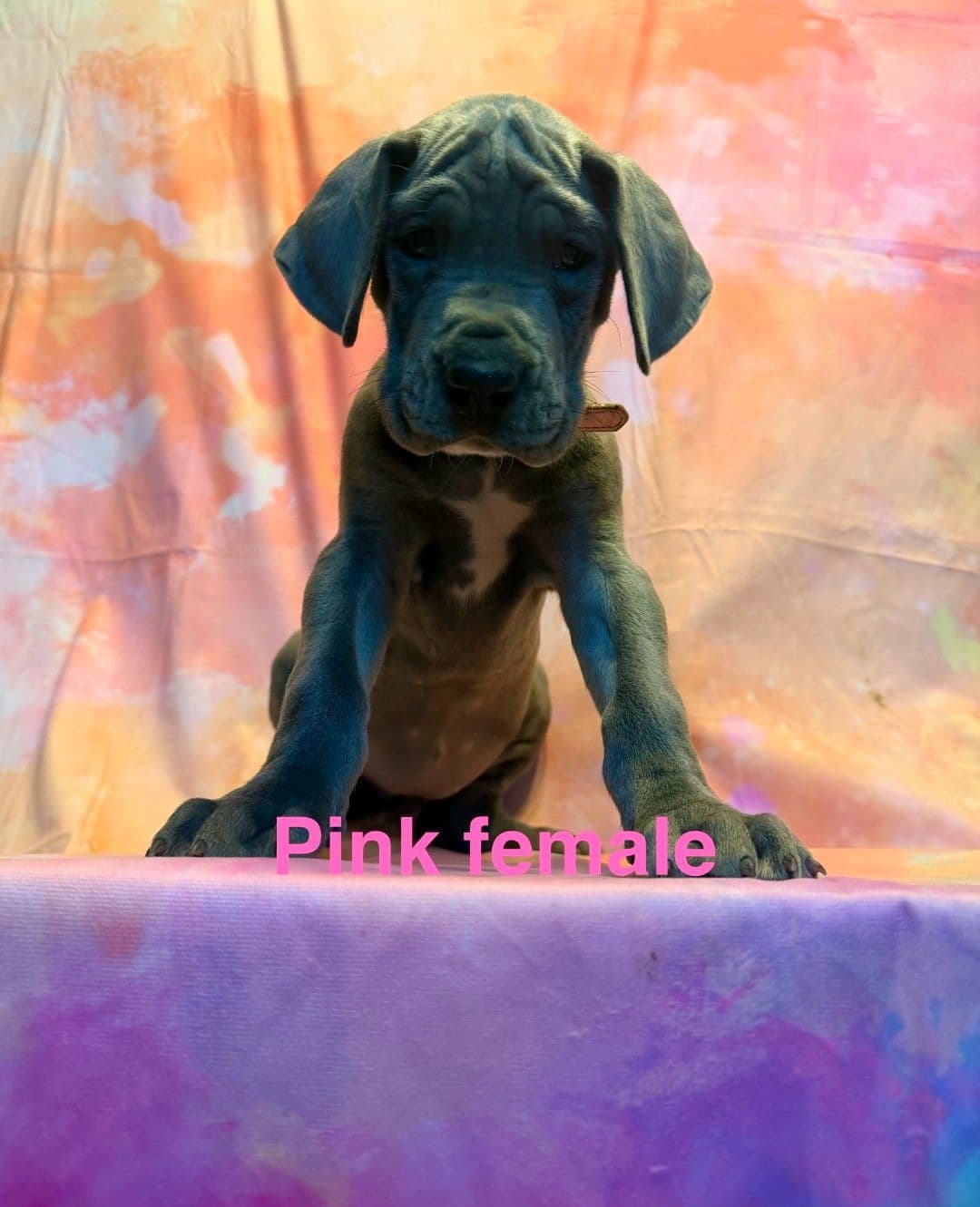 Great Dane Puppies breeder image 7