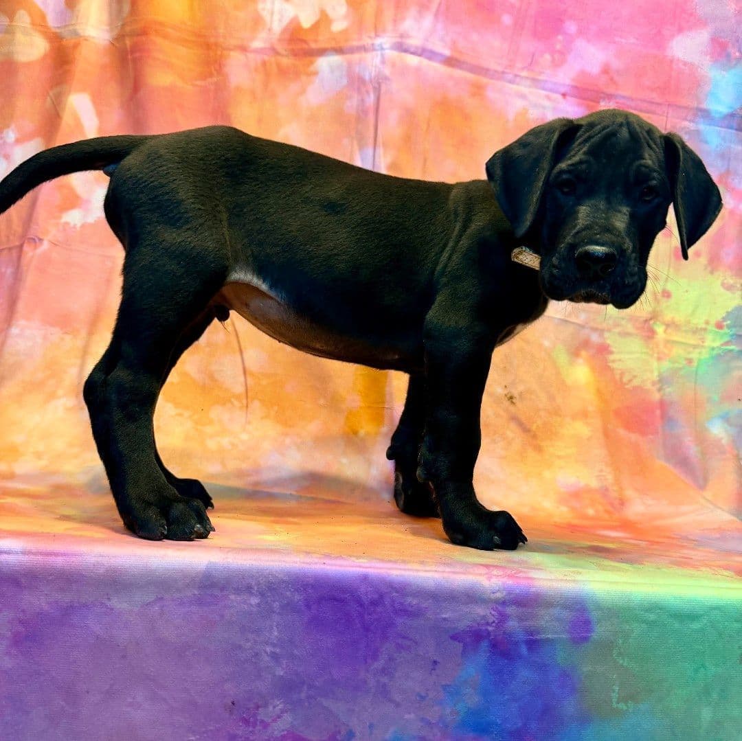 Great Dane Puppies breeder image 9