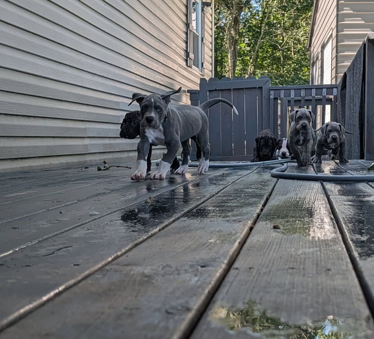 Great Dane Puppies breeder image 11