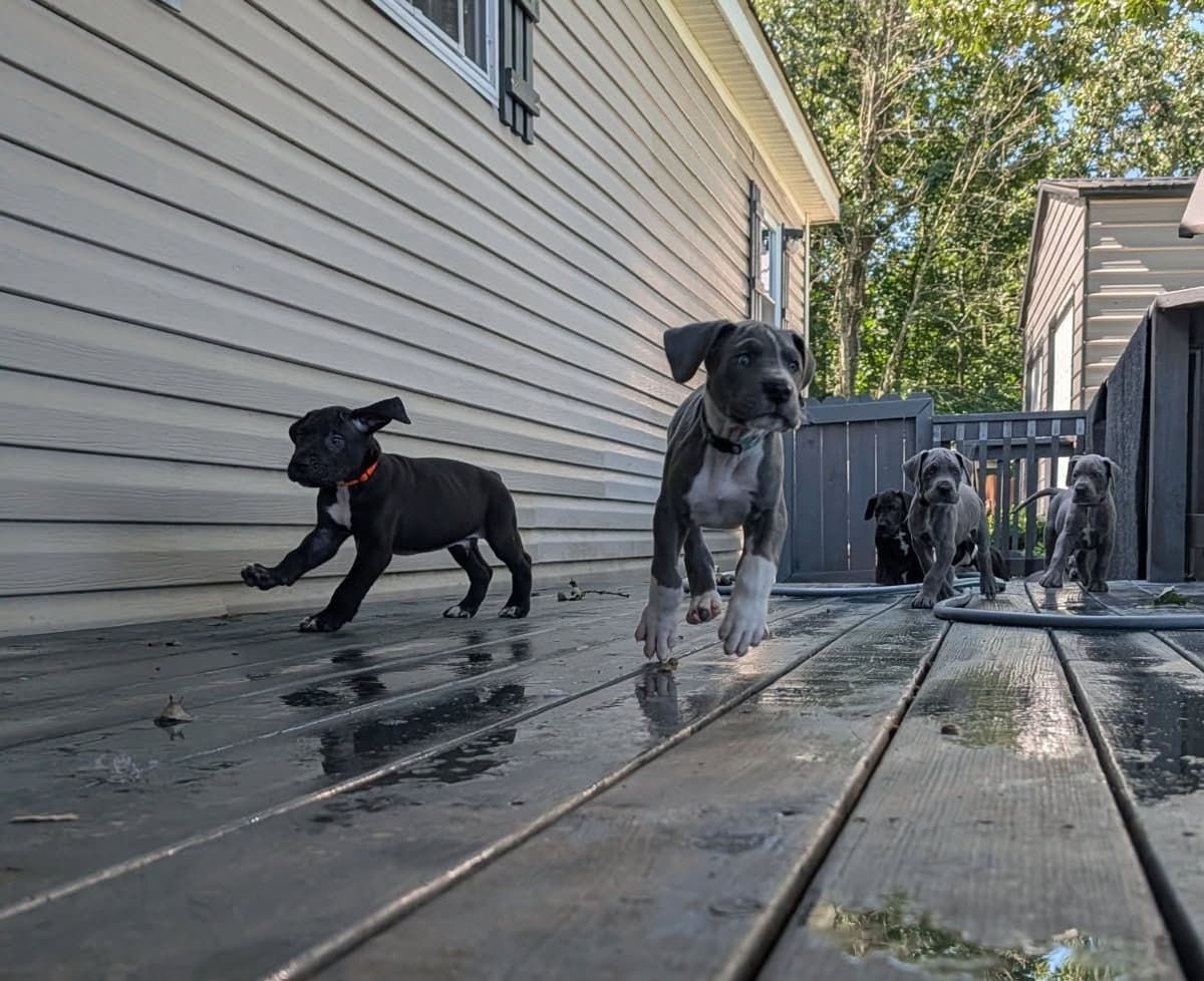 Great Dane Puppies breeder image 10