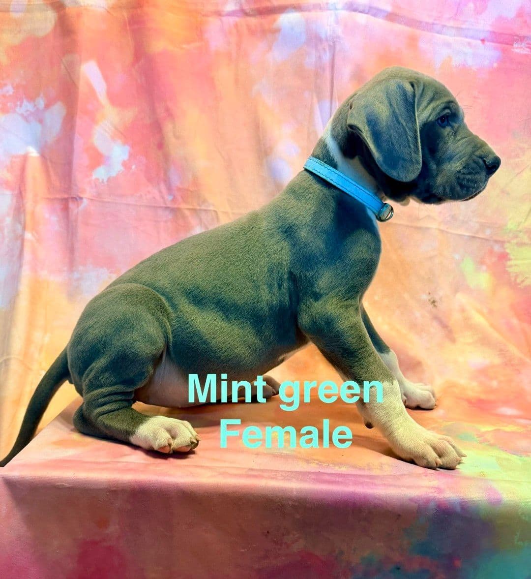 Great Dane Puppies breeder image 12