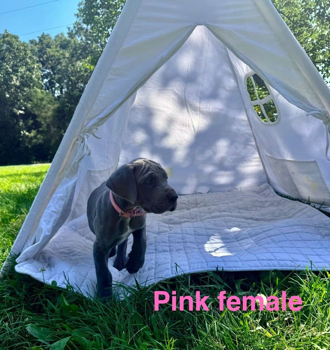 Great Dane Puppies breeder image 13