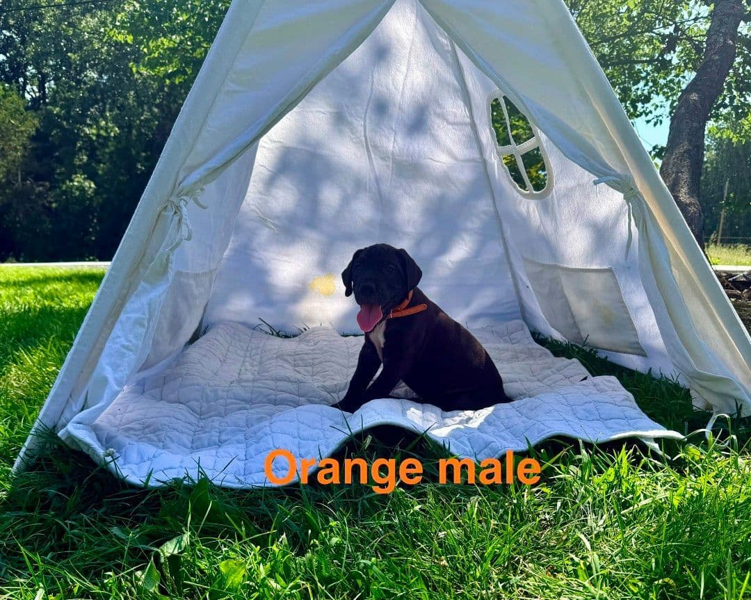 Great Dane Puppies breeder image 14