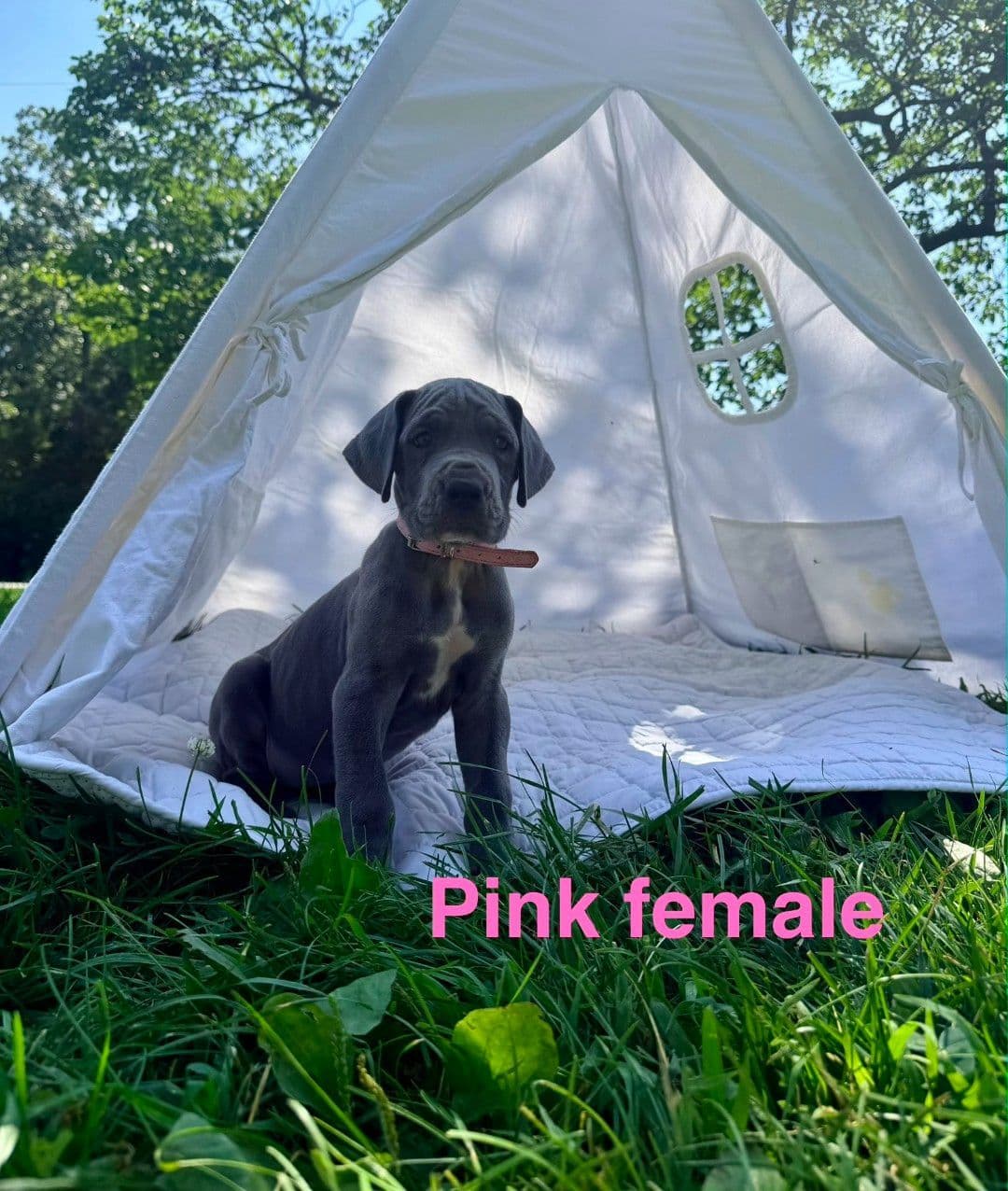 Great Dane Puppies breeder image 15