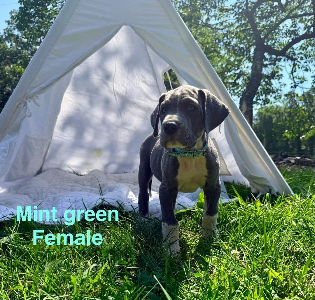 Great Dane Puppies breeder image 16