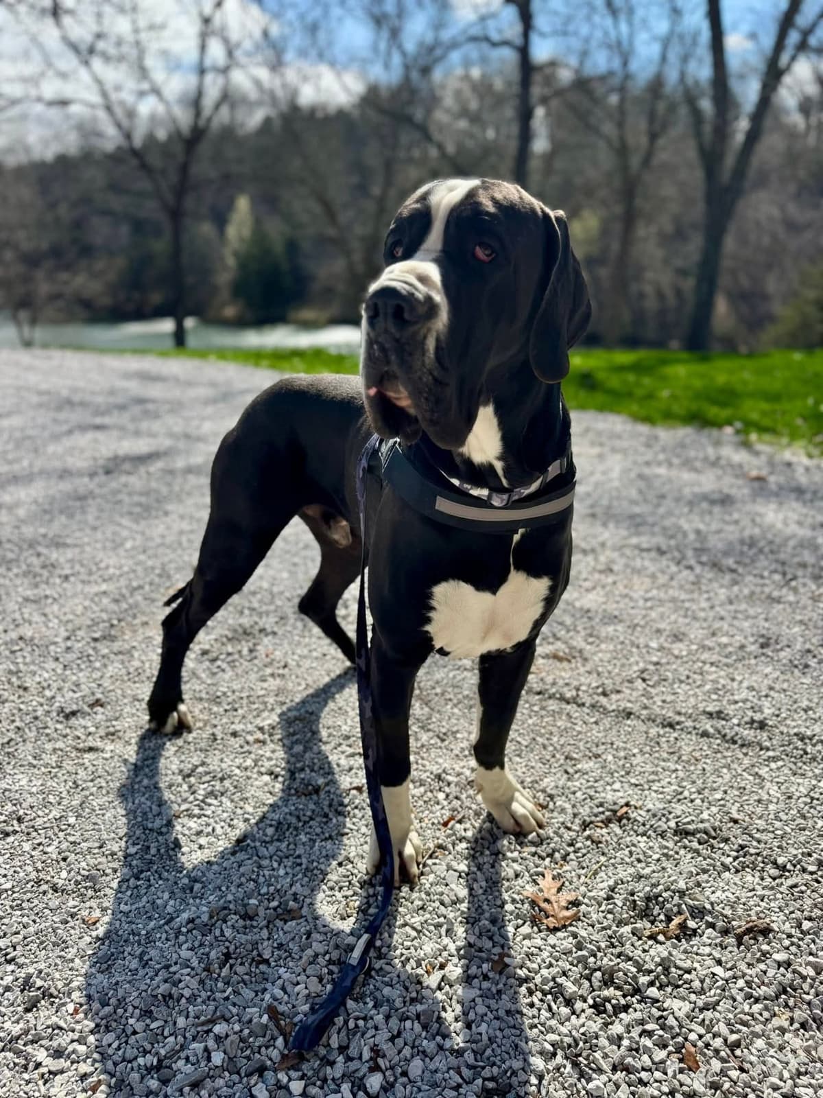 Great Dane Puppies breeder image 4