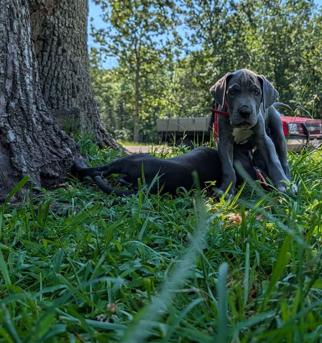 Great Dane Puppies media 4