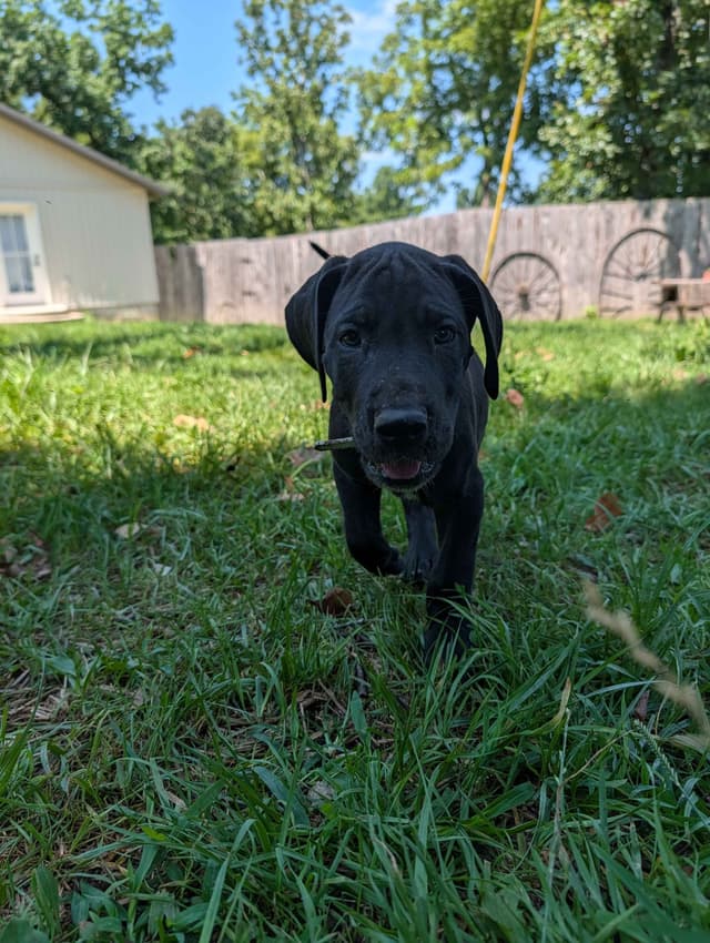 Great Dane Puppies media 5