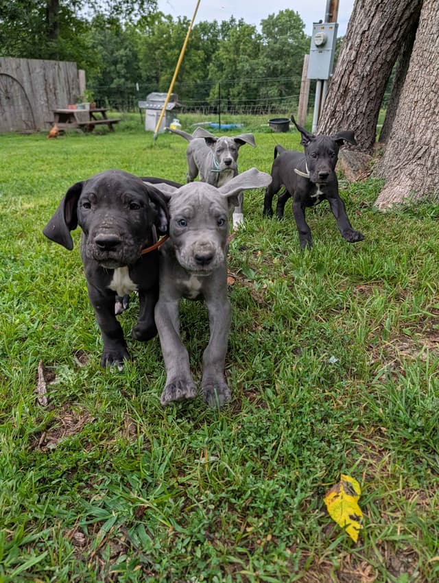 Great Dane Puppies media 9
