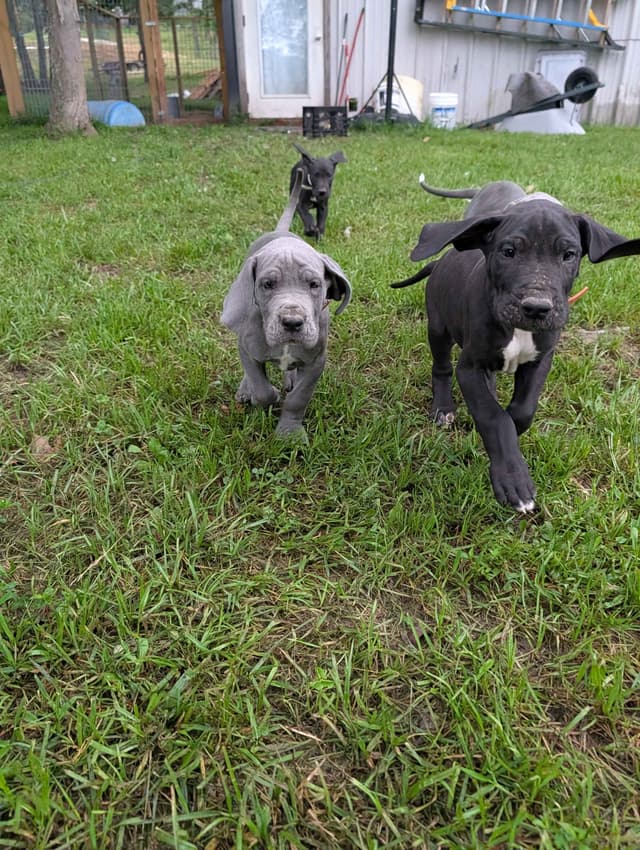 Great Dane Puppies media 10