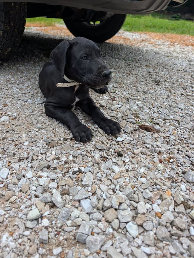 Great Dane Puppies media 11