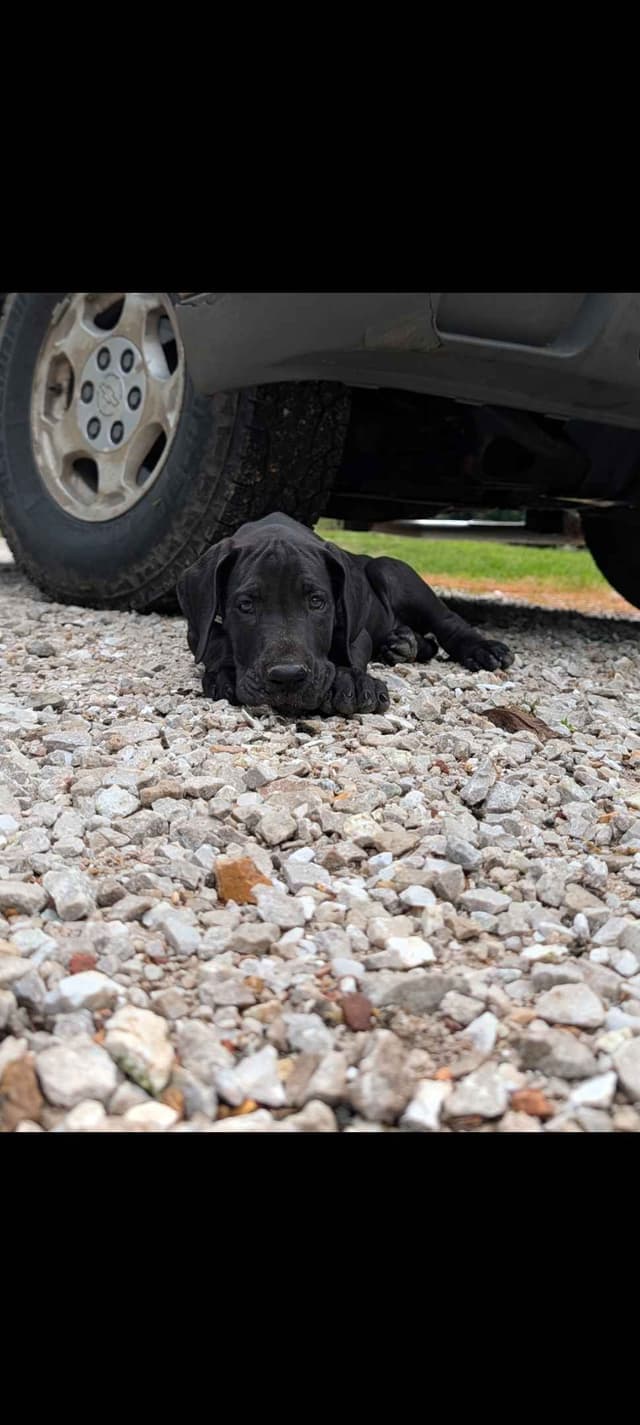 Great Dane Puppies media 13