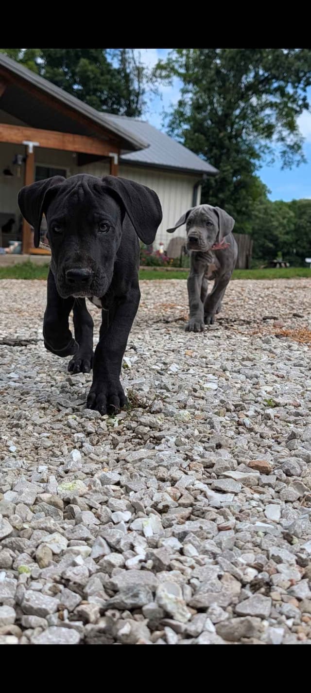 Great Dane Puppies media 14