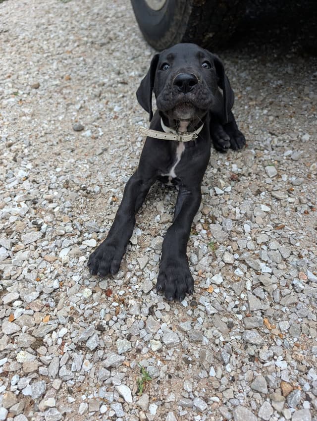 Great Dane Puppies media 15
