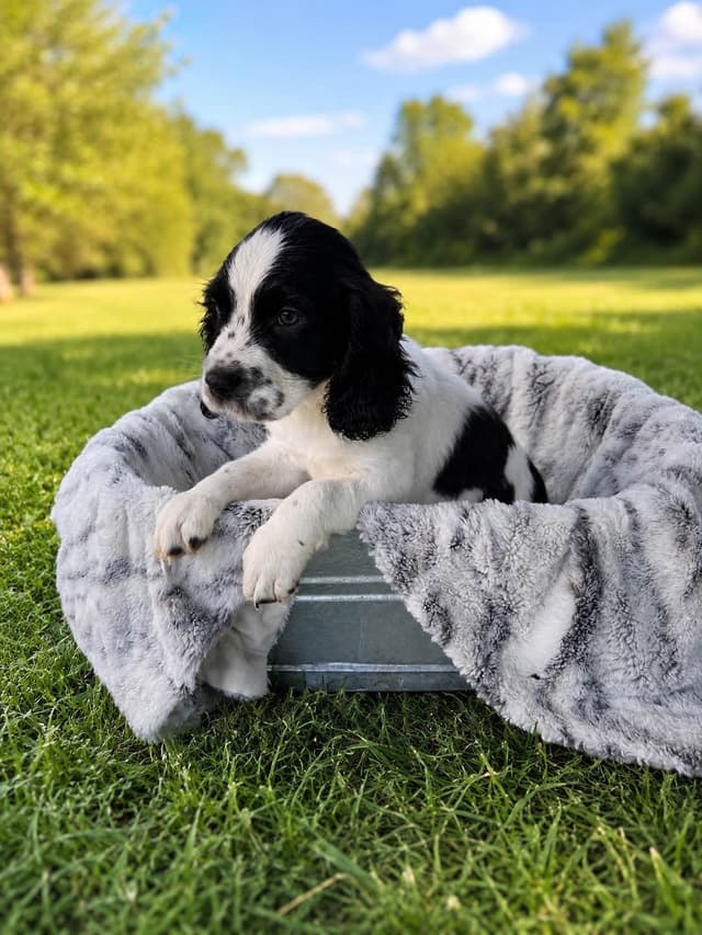 English Springer Spaniel Puppies media 2