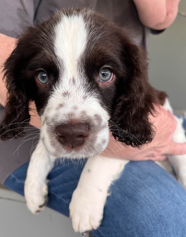 English Springer Spaniel Puppies media 4
