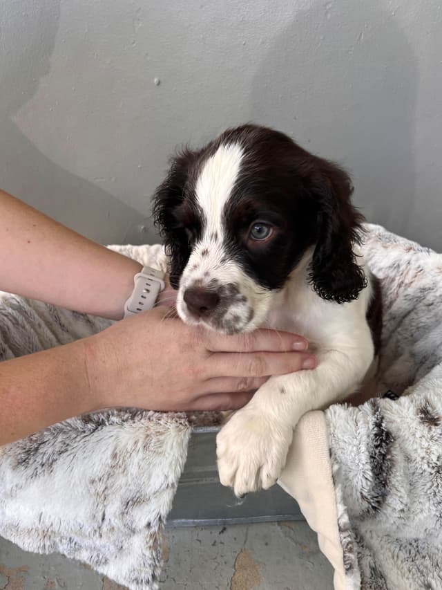 English Springer Spaniel Puppies media 8