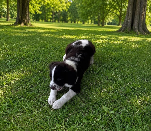 English Springer Spaniel Puppies media 7