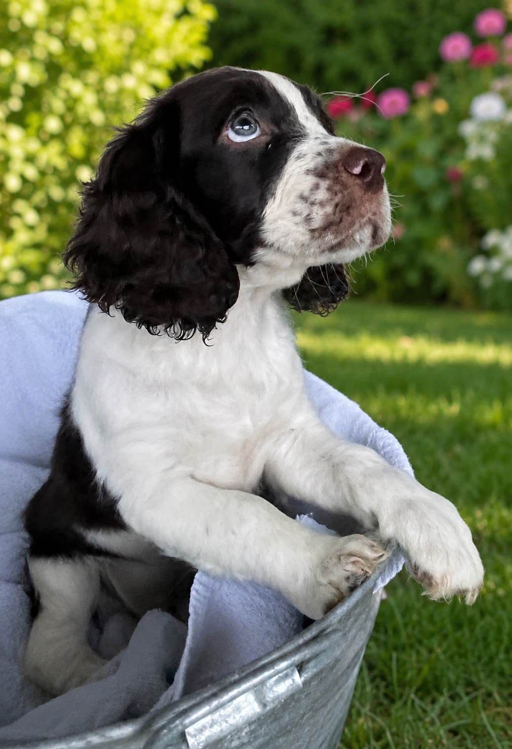 English Springer Spaniel Puppies breeder image 1