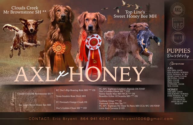 Golden Retriever Puppies media 3