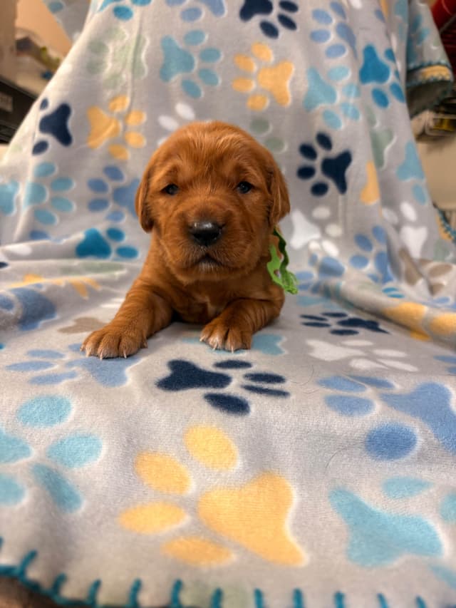 Golden Retriever Puppies media 6